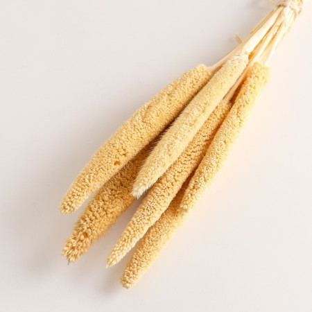 Set of dried flowers "African millet", banch 3-5 pcs, length 60 (+/- 6 cm), bleached-2