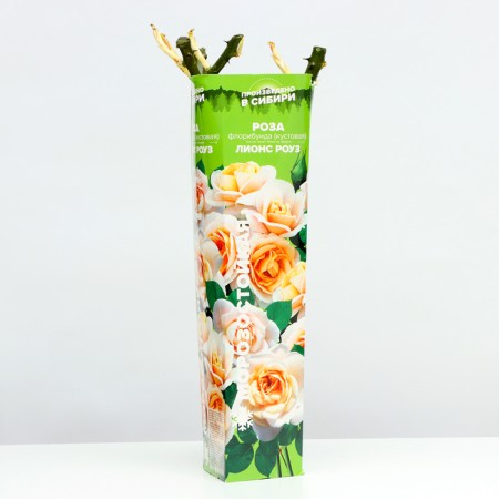 Floribunda Rosa seedling "Lyons Rose", 1 pc, spring 2024-1