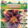 Lilia multicolor Forever Susan, rr 12/14, 3 pcs, spring 2024