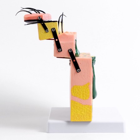 Matcage "Skin in the section" 21*4*20cm-1