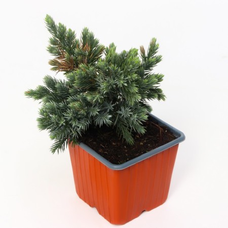 Juniper scaly "Blue Star", P9, 1 pc, summer 2024-1