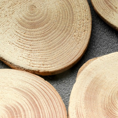 Saw a tree "spruce", round, d = 4-7 cm, h = 5 mm-2