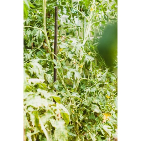 Pegs for garter plants, h = 120 cm, d = 1.6 cm, plastic-3