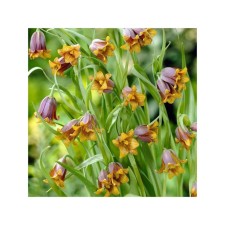 Assyrian hazel grouse, 6/+ rr, 10 pcs, 25-30 h (cm), autumn 2024