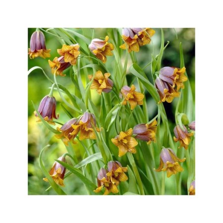 Assyrian hazel grouse, 6/+ rr, 10 pcs, 25-30 h (cm), autumn 2024