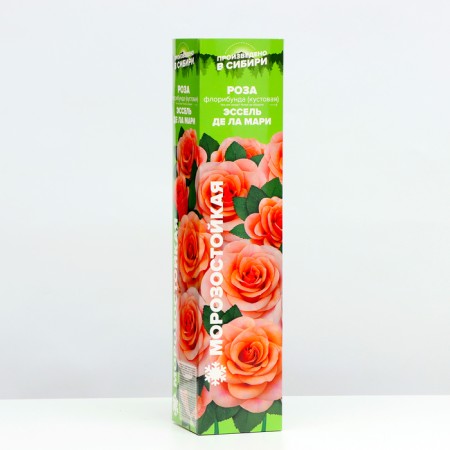Rosa seedling Essel de la Marie Spring 2024, 1 pc.-1