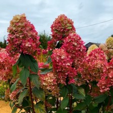 Saphenet Hydrangea Smiling 