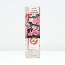 Seedling rose Plesy 