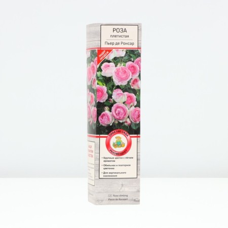 Seedling rose Plesy "Pierre de Ronsar", tube, 1 pc, spring 2025