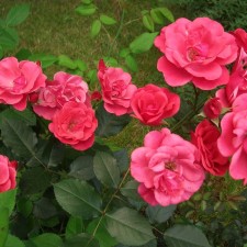 Sahenian Rose 