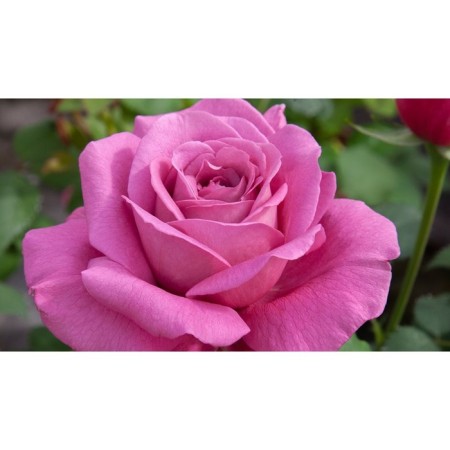 Seedling rose tea-hybrid Claude Brasser, 1 pc, spring 2024