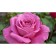 Seedling rose tea-hybrid Claude Brasser, 1 pc, spring 2024