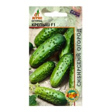 Seeds of cucumber 
