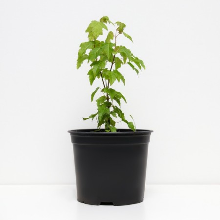 Ginnal maple, s3 pot, n40-60 height, 1 pc, summer 2024-1