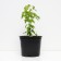 Ginnal maple, s3 pot, n40-60 height, 1 pc, summer 2024