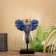Souvenir "Elephant Head" on a stand, Albezia 40 cm