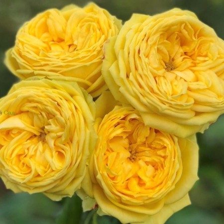 Seedling rose "Catalina", tube, spring 2025