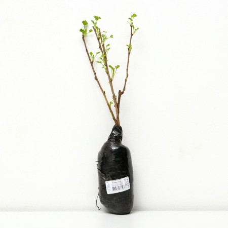 Gooseberry "candy", 1 pc, tube, spring 2025-1