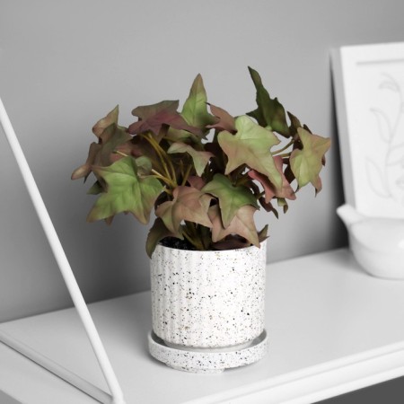 Bonsai in the pot "ivy indoor ultra" (soft sheet) 15x7 cm, mix
