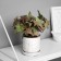Bonsai in the pot "ivy indoor ultra" (soft sheet) 15x7 cm, mix