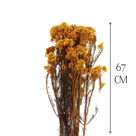 Sukhotzet "Ozotamnus" 60 g, color orange-1