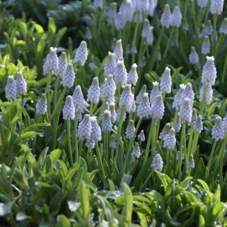 Muscari Armenian Peppermint, 7/8 rr, 10 pcs, 15-20 h (cm), autumn 2024