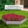 Galvanized flowerbed, d = 80 cm, h = 15 cm, Greengo