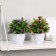 Bonsai in the pot "Ozotamnus in the foliage" 8x16 cm, mix