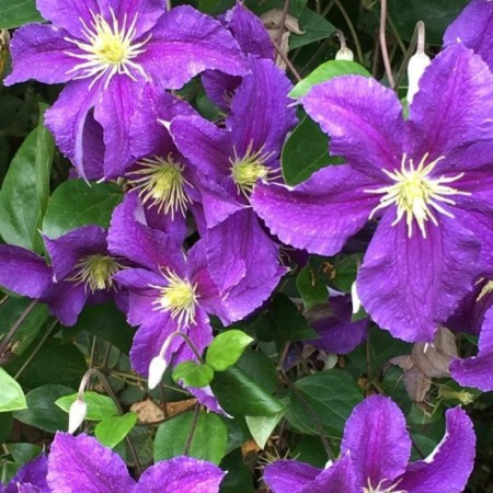 Sahenian Clematis "Jackmanii", pot P9, Summer 2024