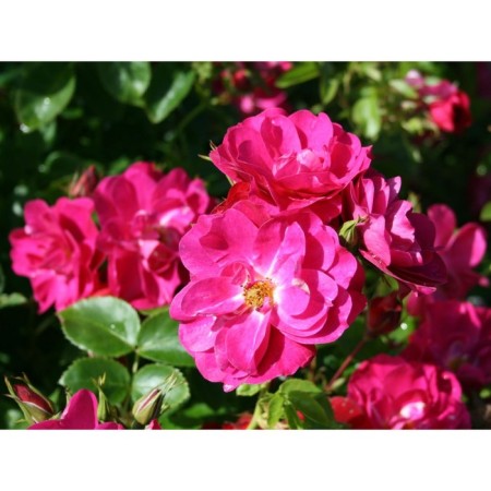 Seedling rose Canadian Plesy "John Cabot", tube, 1 pc, spring 2025
