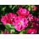 Seedling rose Canadian Plesy "John Cabot", tube, 1 pc, spring 2025