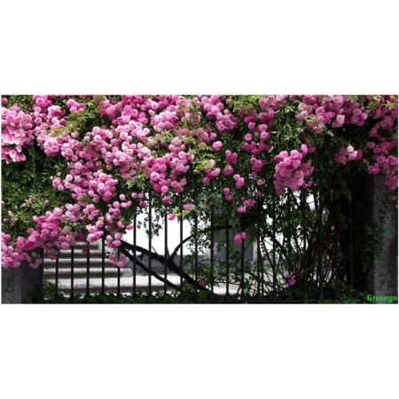 Photo, 300 × 158 cm, with photo printing, eyelets step 1 m, Terrace, Greengo
