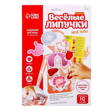 Velcro game "My Body", Anatomy-6