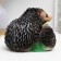 Piggy bank "Two hedgehogs" 18x15x14cm