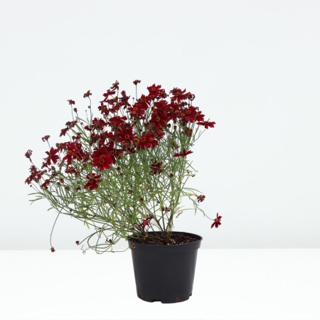 Coreopsis Limrok Rubi, pot C2, 1 pc, summer 2024-1