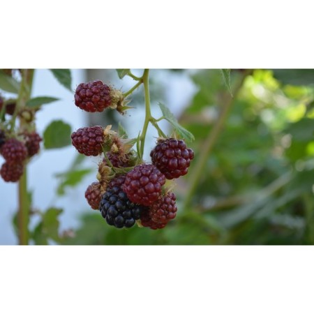 Ezhemalina (Black Blackberry) "Boznberry (Raspberry X Black Blekeeping)" 1 pc, tube, spring 2025