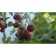 Ezhemalina (Black Blackberry) "Boznberry (Raspberry X Black Blekeeping)" 1 pc, tube, spring 2025