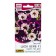Flowers of Petunia "Shock Vave" F1 Parl Tai, C/P, 4 pcs