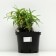 Shrub Astra "Jenny", pot C3, 1 pc, Spring 2024