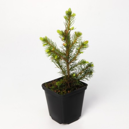 Spruce prickly glaucy "mastic BLLU", P9, 1pc, h 3-20 cm, summer 2024-3