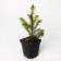 Spruce prickly glaucy "mastic BLLU", P9, 1pc, h 3-20 cm, summer 2024