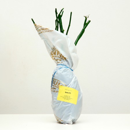 Seedling of Rosa Adagio series "premium", 1 pc, spring 2024-3