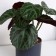 Bonsai in the pot "Belonia decorative" 7x15 cm