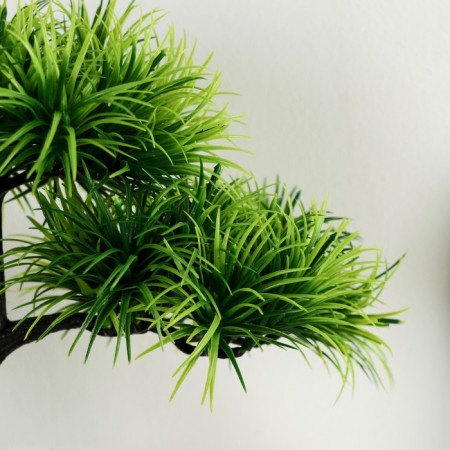 Bonsai in the pot "Citronella" 12x25 cm-1
