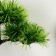 Bonsai in the pot "Citronella" 12x25 cm