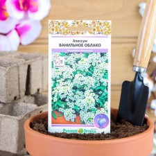 Alissum flowers 