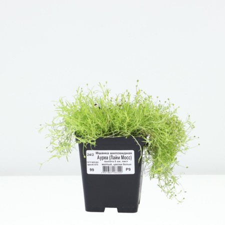 Mshanka Shilleid Aurea (Lime Moss), P9 Pot, 1 pc, summer 2024-2