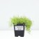 Mshanka Shilleid Aurea (Lime Moss), P9 Pot, 1 pc, summer 2024