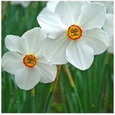Narcissus poetic act, 12/14 rr, 5 pcs, 40 h (cm), autumn 2024