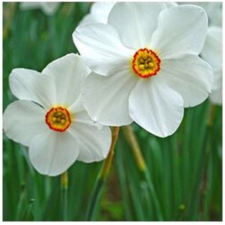 Narcissus poetic act, 12/14 rr, 5 pcs, 40 h (cm), autumn 2024